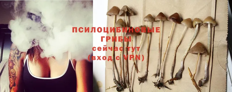 Псилоцибиновые грибы Psilocybine cubensis Вельск